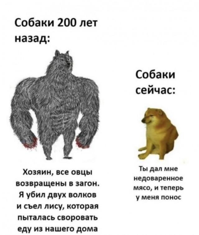 Есть два типа собак