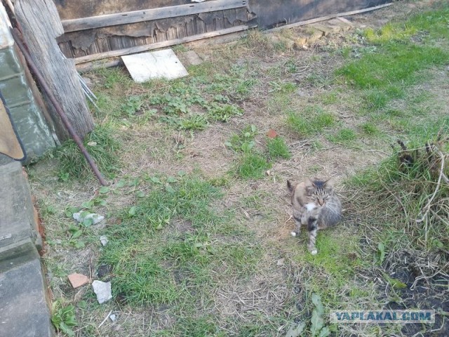 Жизнь домашнего приюта для котеек 517
