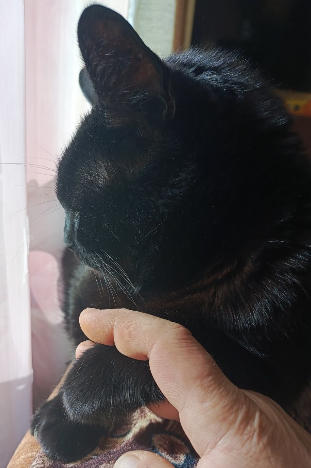 День чёрной кошки отмечается сегодня