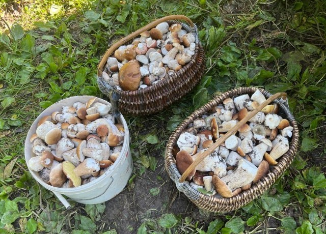 Грибов.есть