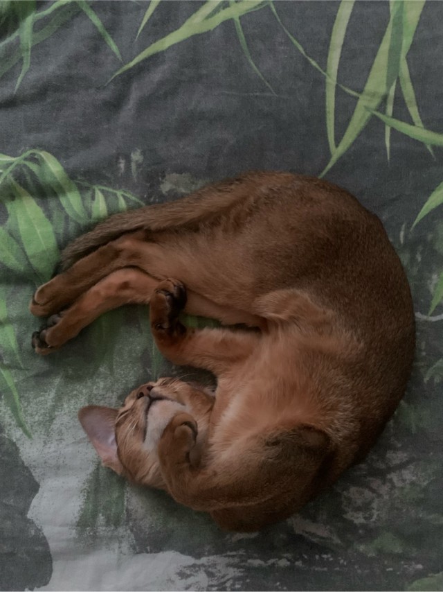 Кото-вторник.