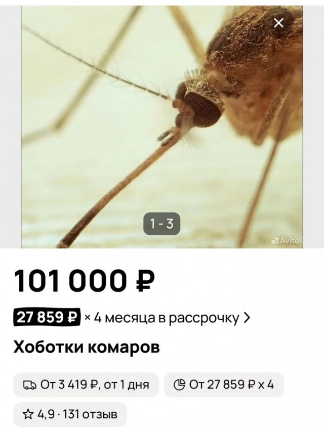 Хобот комара
