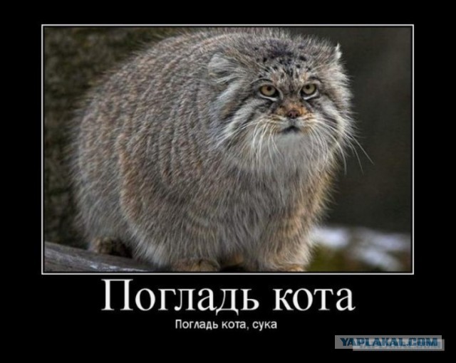 Манул
