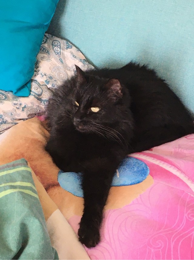 Котовторник же!