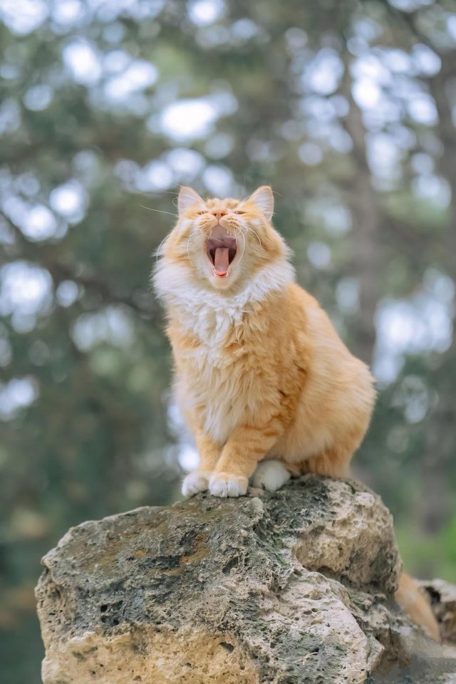 Подборка зевающих котов