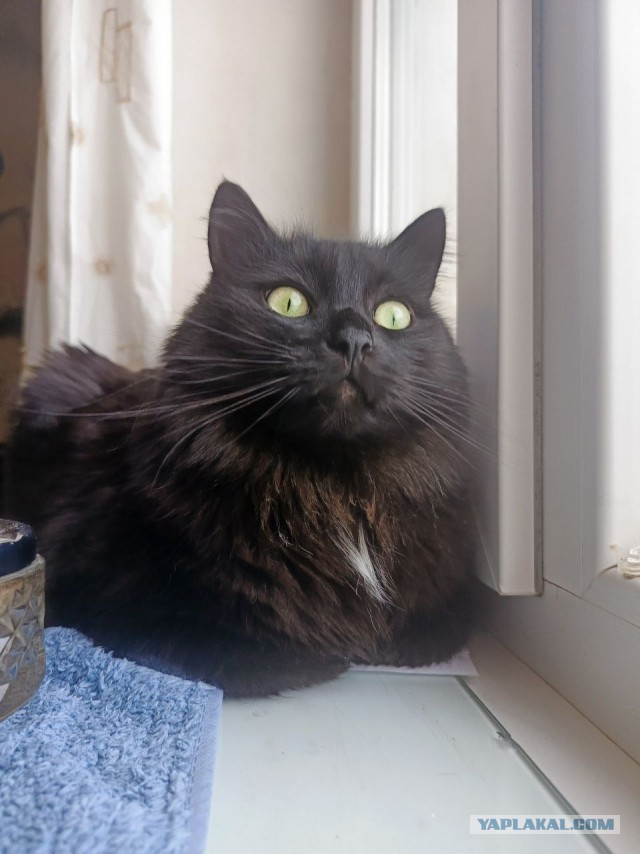 А котовторник уже пришёл?