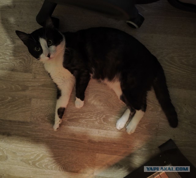 Принимайте в свои ряды которабы