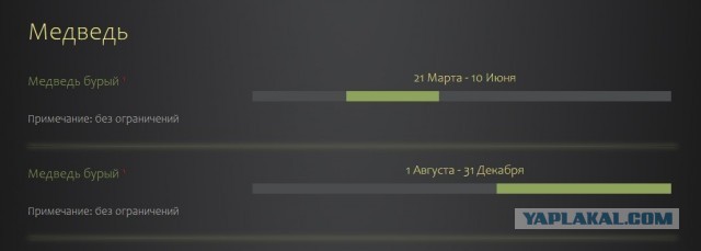 Медведь растерзал охотника в лесу в Тегульдетском районе Томской области.