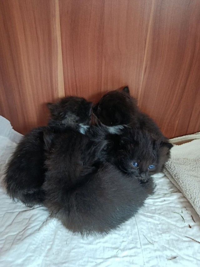 Нашли пакет с котятами. Раздадим желающим. Минск