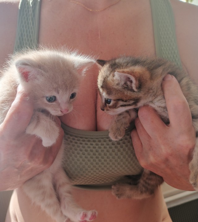 Фотки красивого кота.