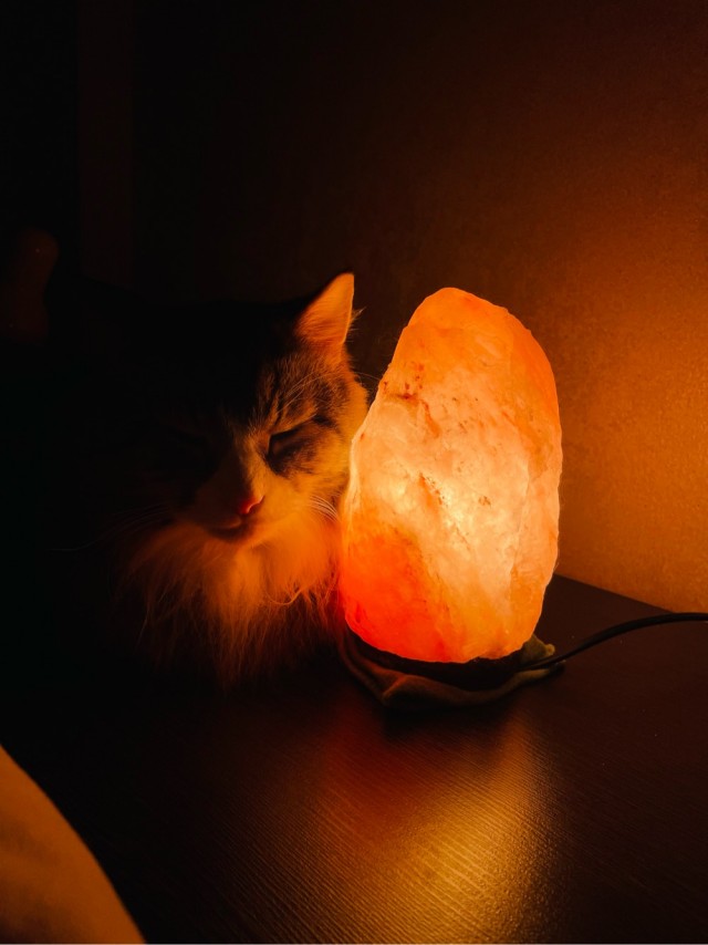 Котовторник же!