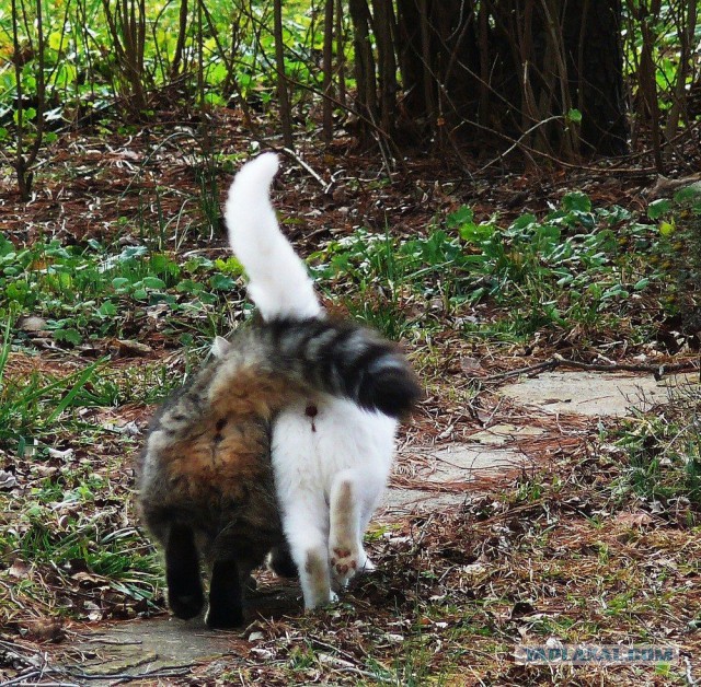 Котовторник 22.04.2014