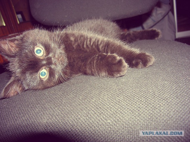 Котовторник 10.06.2014