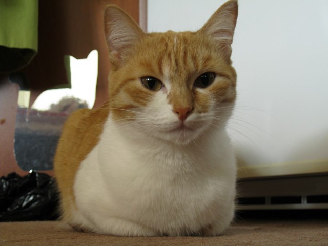 Котовторник 24.06.2014