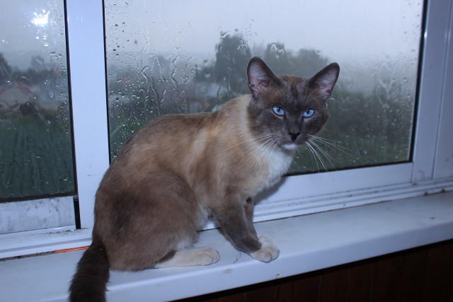 Котовторник 16.09.14