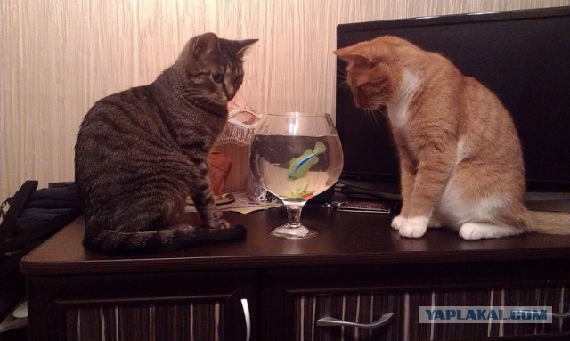 Котовторник 23.09.2014.