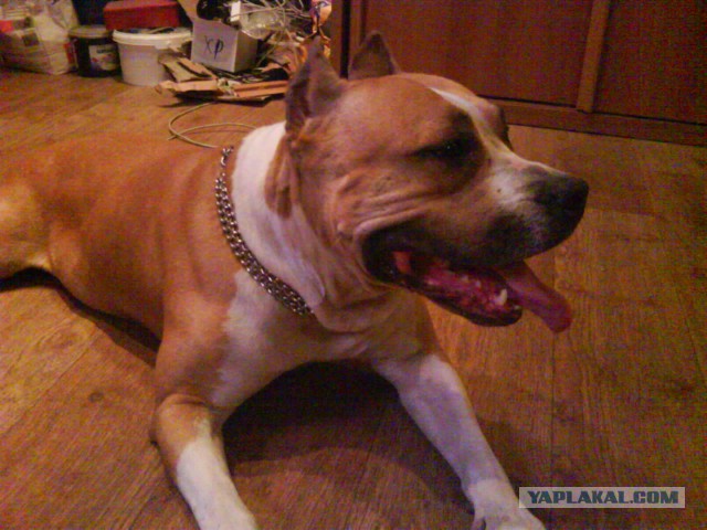 Нападение бойцовой собаки. 18+