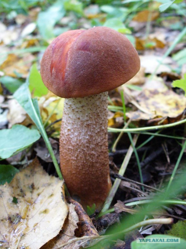 Вспомним лето! Вылазка за грибами.