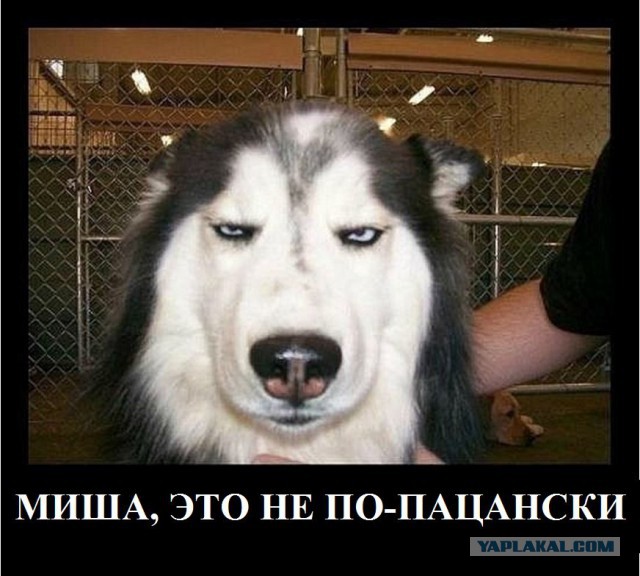 Как я машину без подголовников купил)