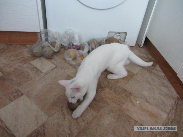 Котовторник 31.03.2015