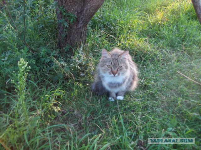 Жизнь домашнего приюта для котеек 73