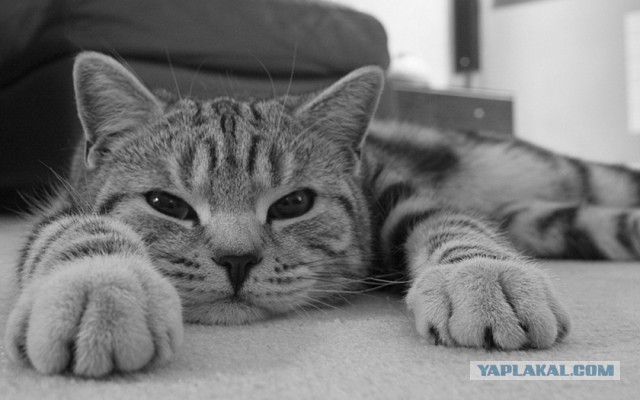 Котовторник