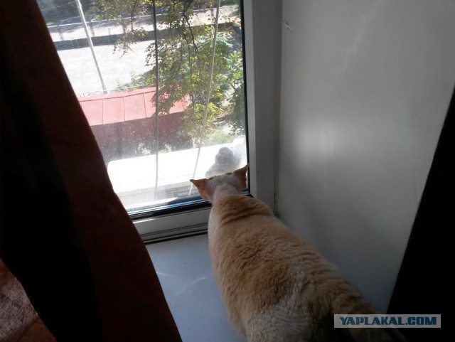 Котовторник 06.10.2015