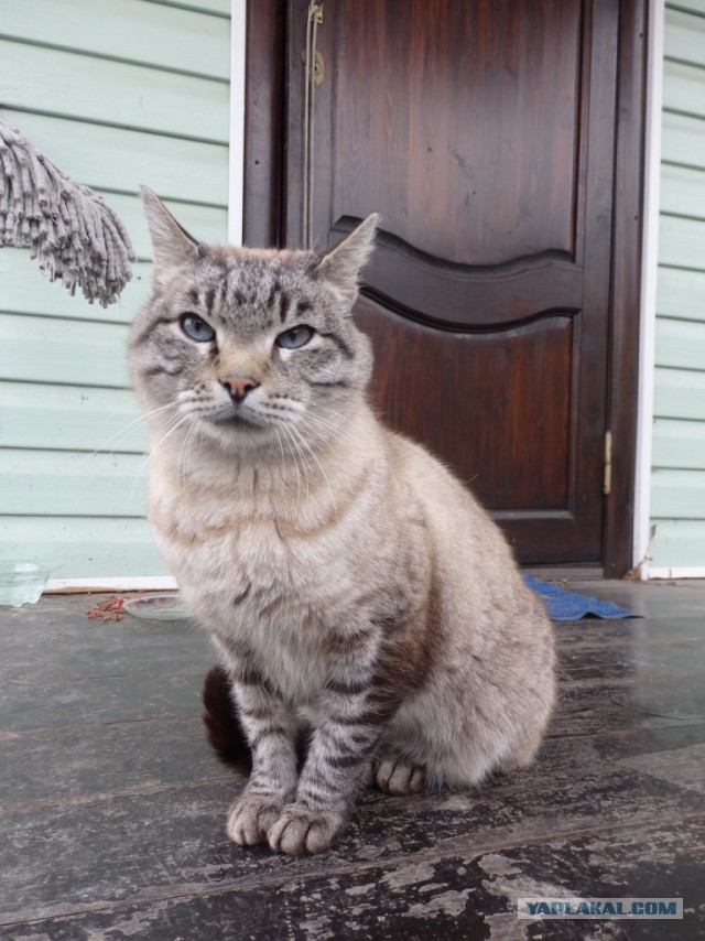 Котовторник 03.11.2015
