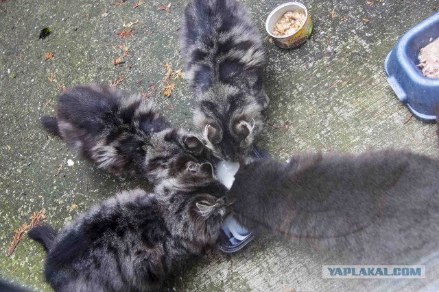 Котовторник
