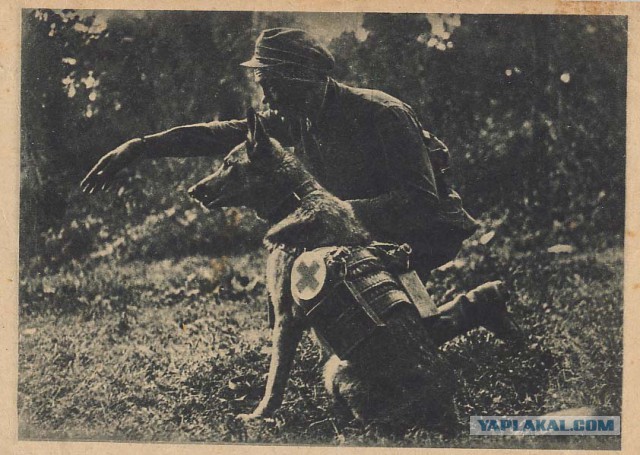 Они тоже сражались за Родину.