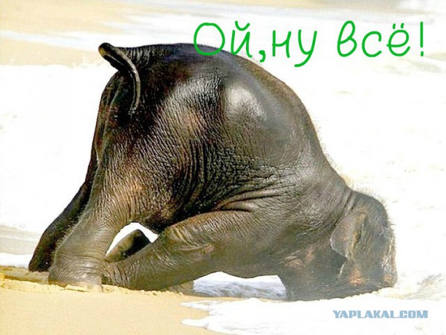 Кот такого не ожидал