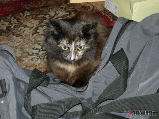 Вторничный котомёт