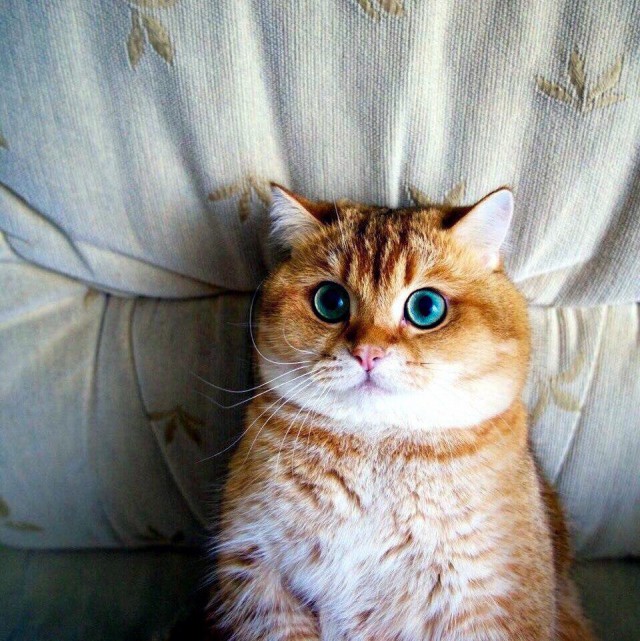Коты и Кошки