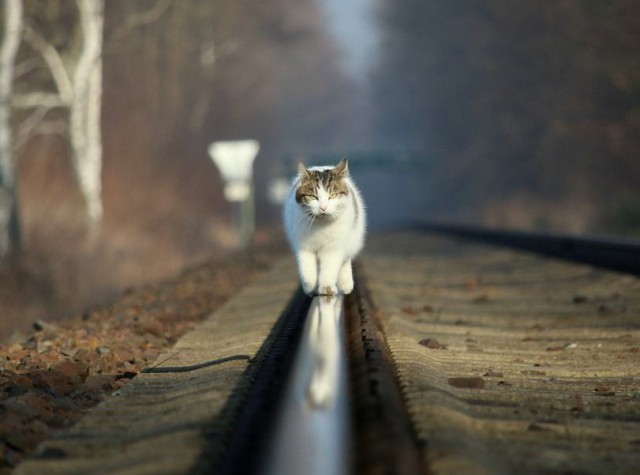 Котовторник 28.03.2017