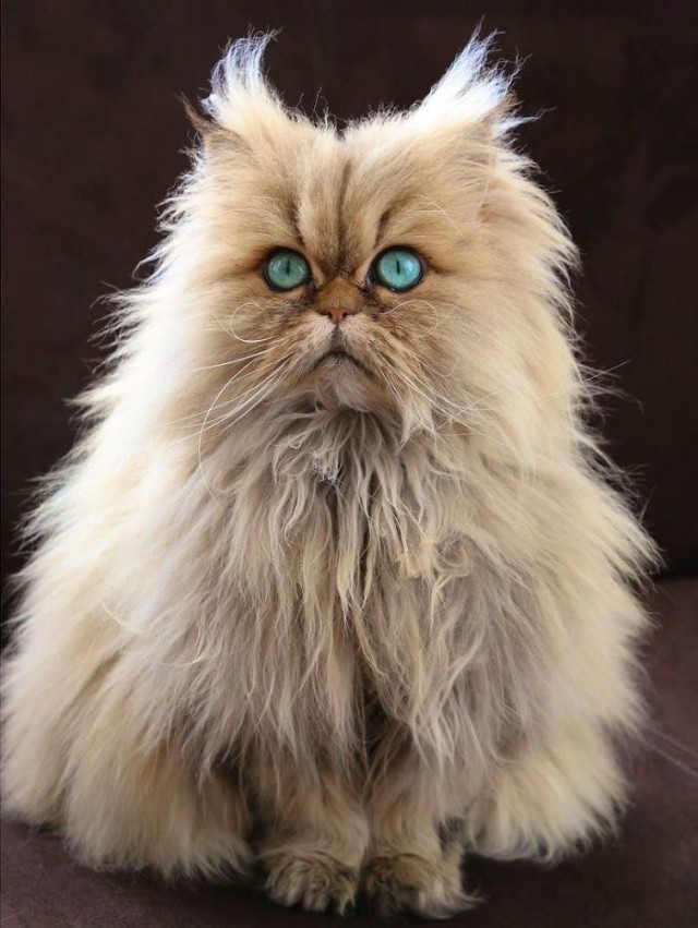 Коты и Кошки
