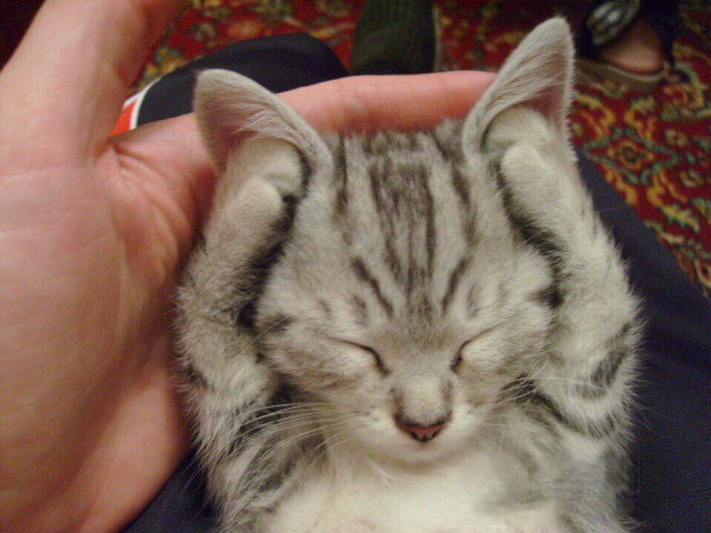 Коты и Кошки
