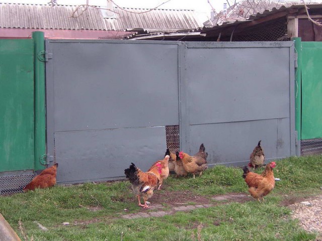 Живность из сети
