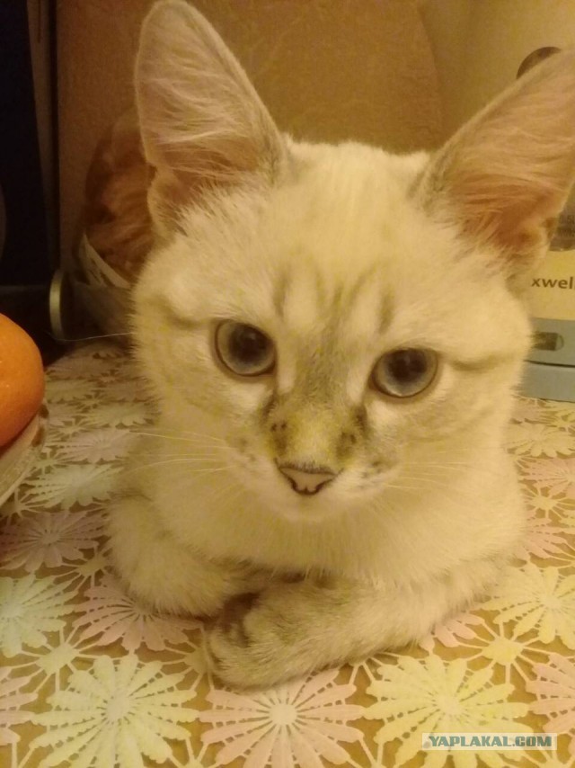 Котовторник  19.12.2017