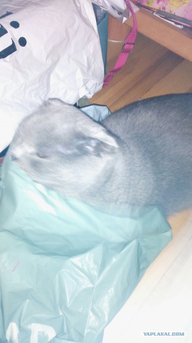 Котовторник 16.01.2018
