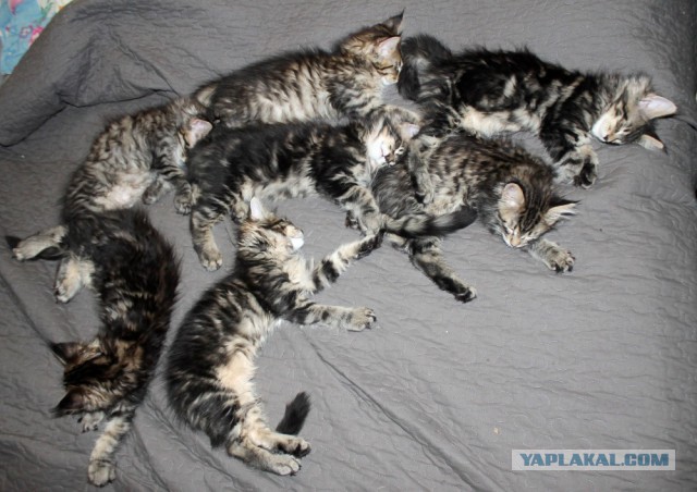 Котовторник 20.02.18