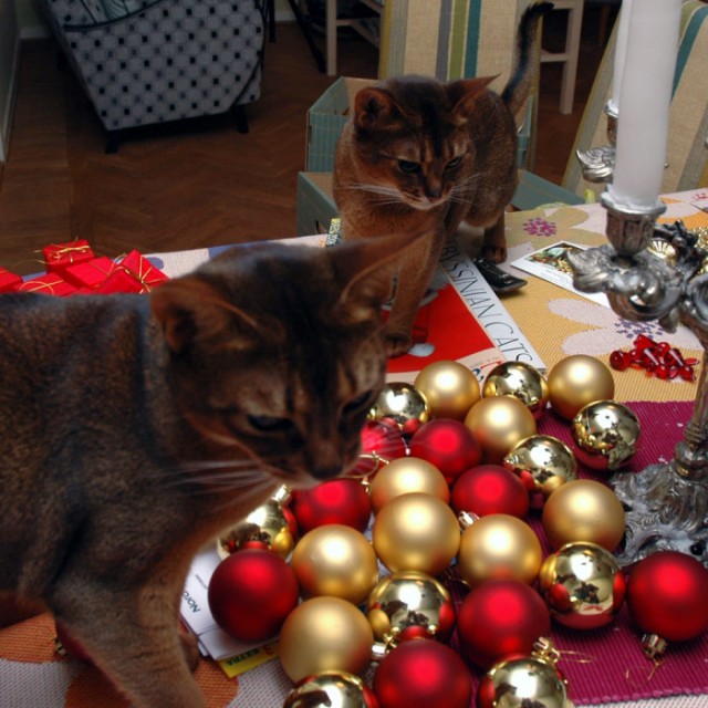 Враги нового года. Опасности праздника нового года для кошек.