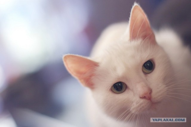 Котовторник (20.01)
