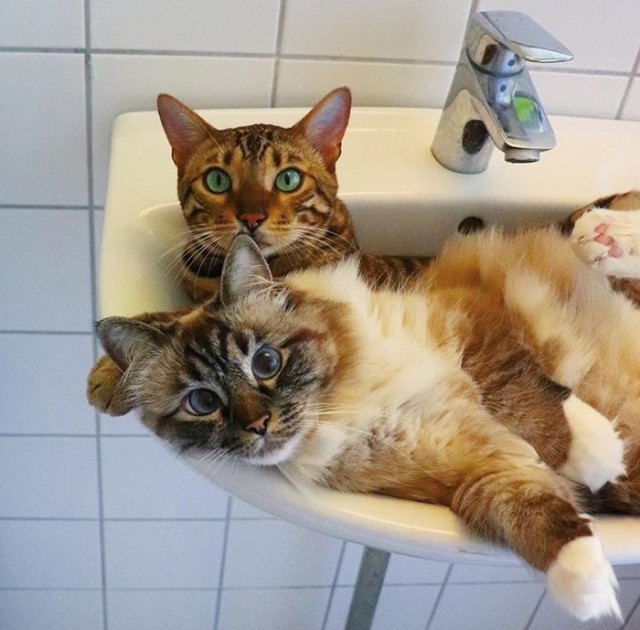 Прикольных котов пост