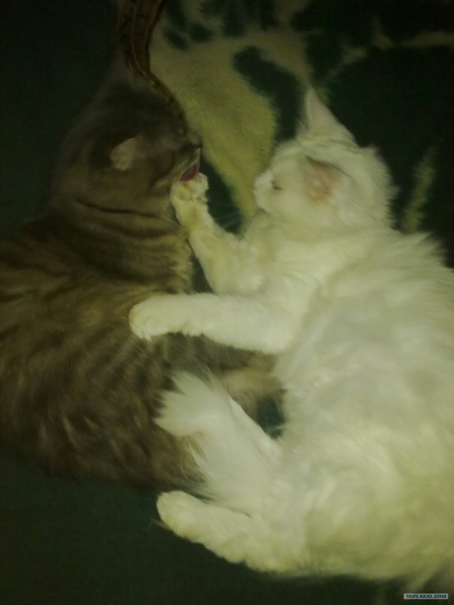 Котовторник с Кузей