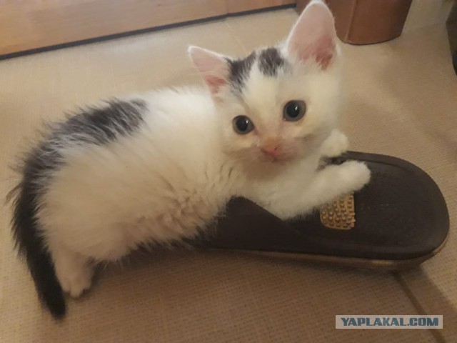 «Кошачий ангел»