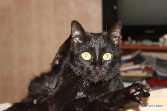 Котовторник 20.12.2011