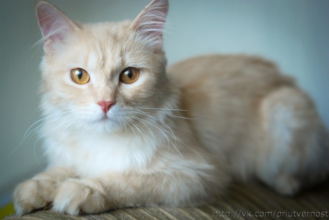 Котовторник 24.04.2012