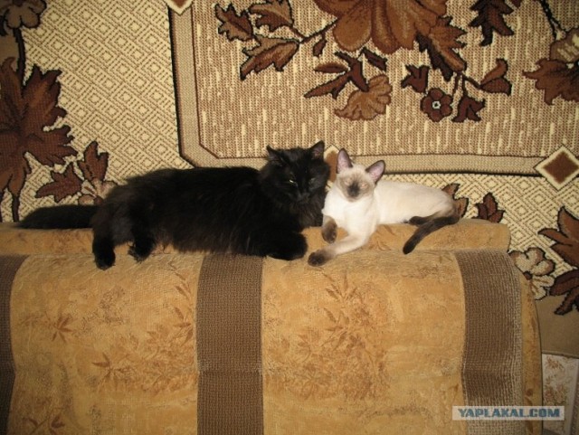 Котовторник 29.05.2012