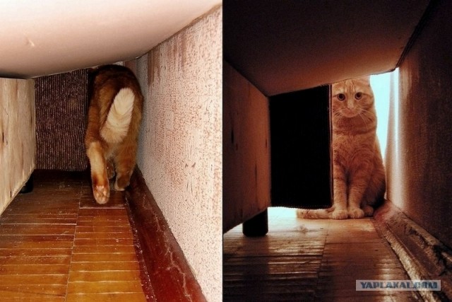 Котовторник  17.07.2012