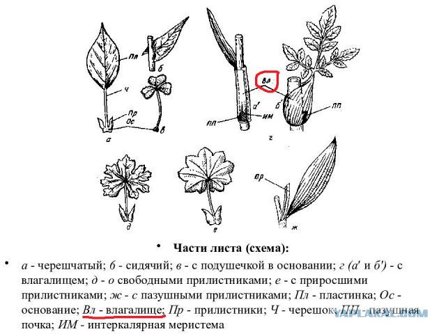 +1 в разводе. Крик души
